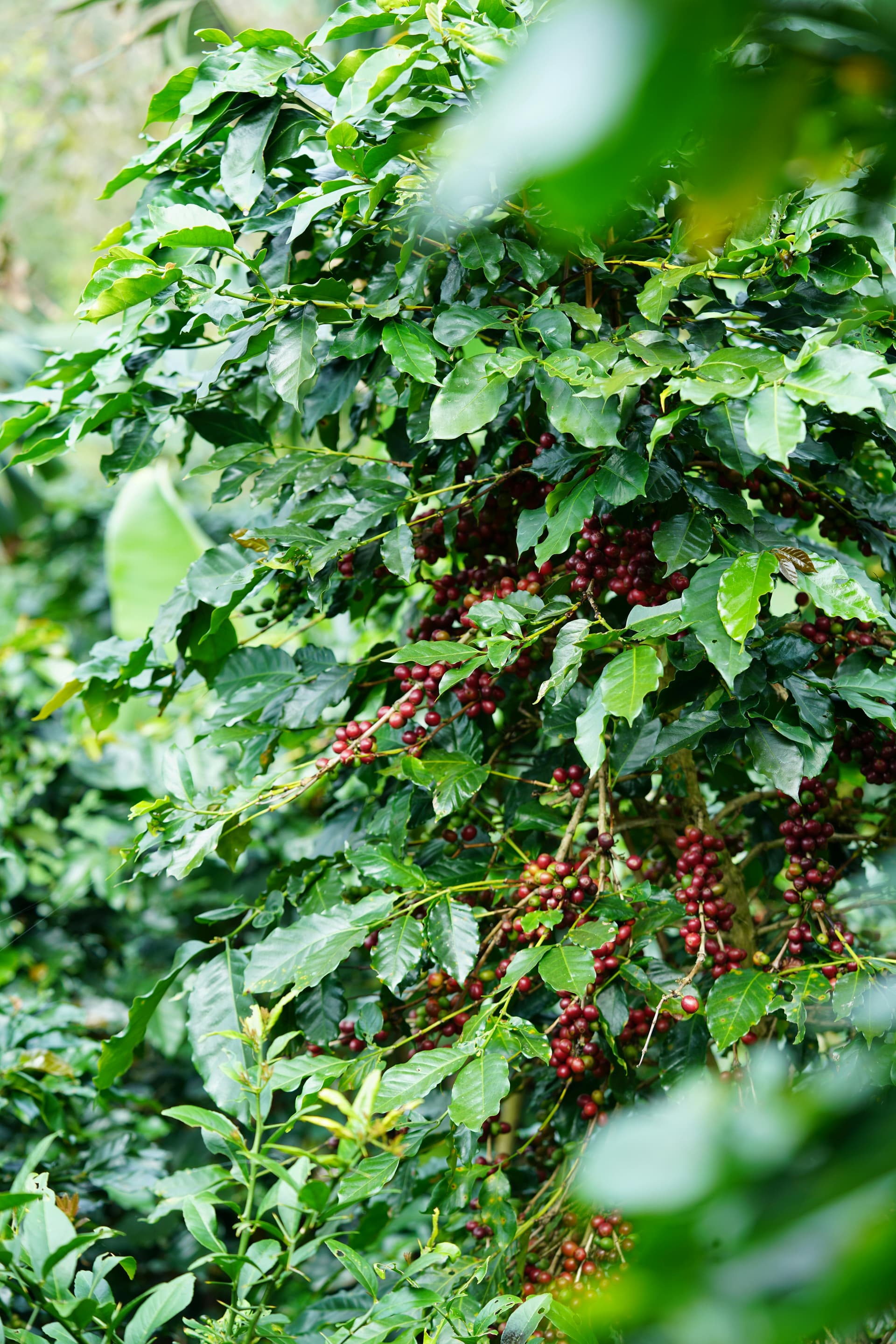 Kenyan Coffee Farm - Haviv Africa